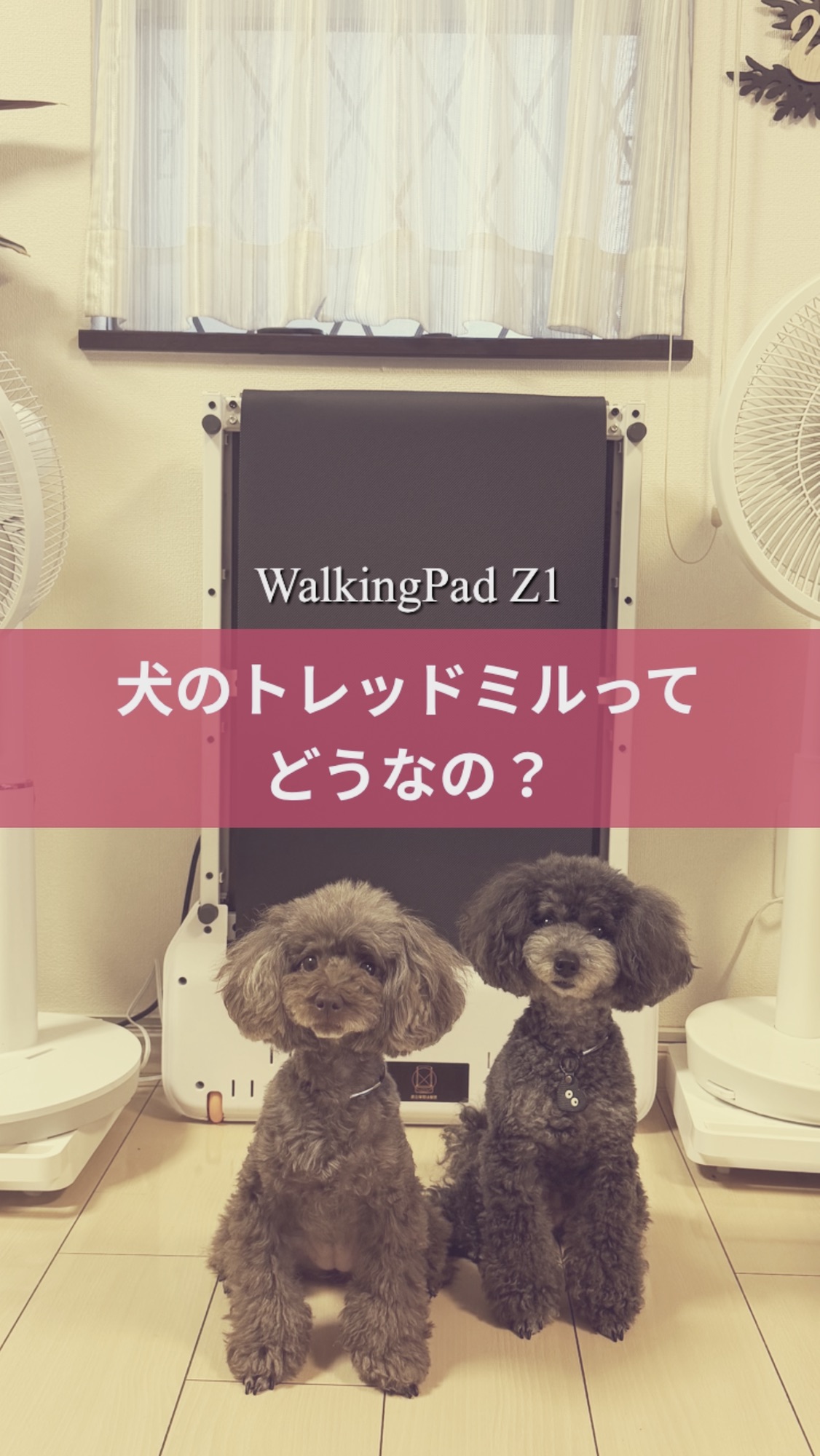 名古屋市・尾張旭市・長久手市・春日井市から来店多数の犬の整体WanLife