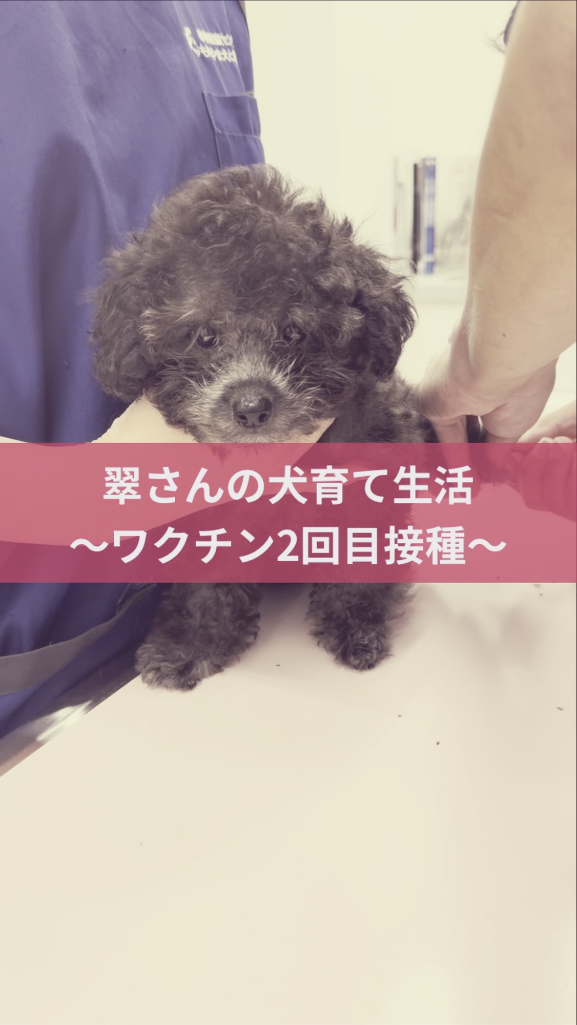 名古屋市・尾張旭市・長久手市・春日井市から来店多数の犬の整体WanLife