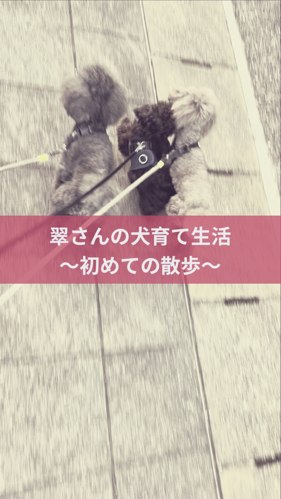 名古屋市・尾張旭市・長久手市・春日井市から来店多数の犬の整体WanLife