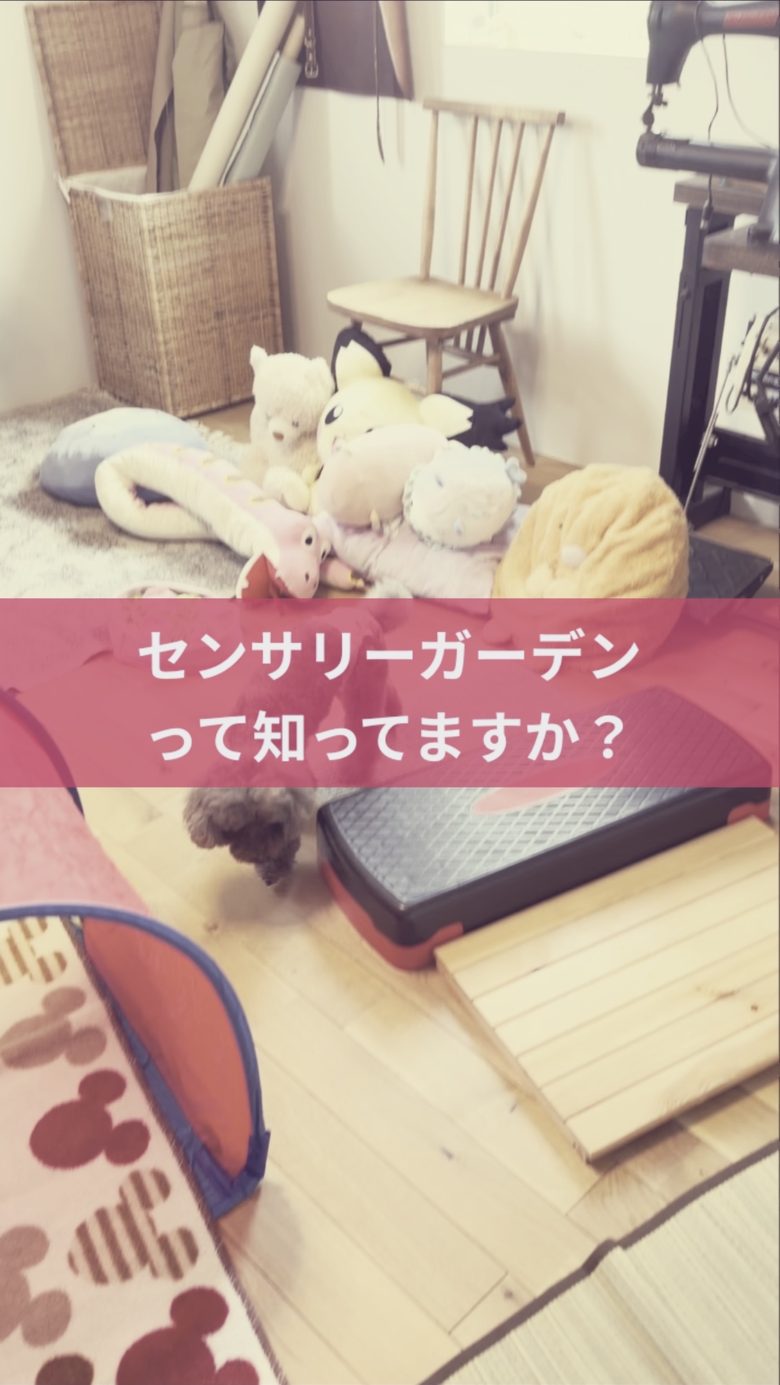 名古屋市・尾張旭市・長久手市・春日井市から来店多数の犬の整体WanLife