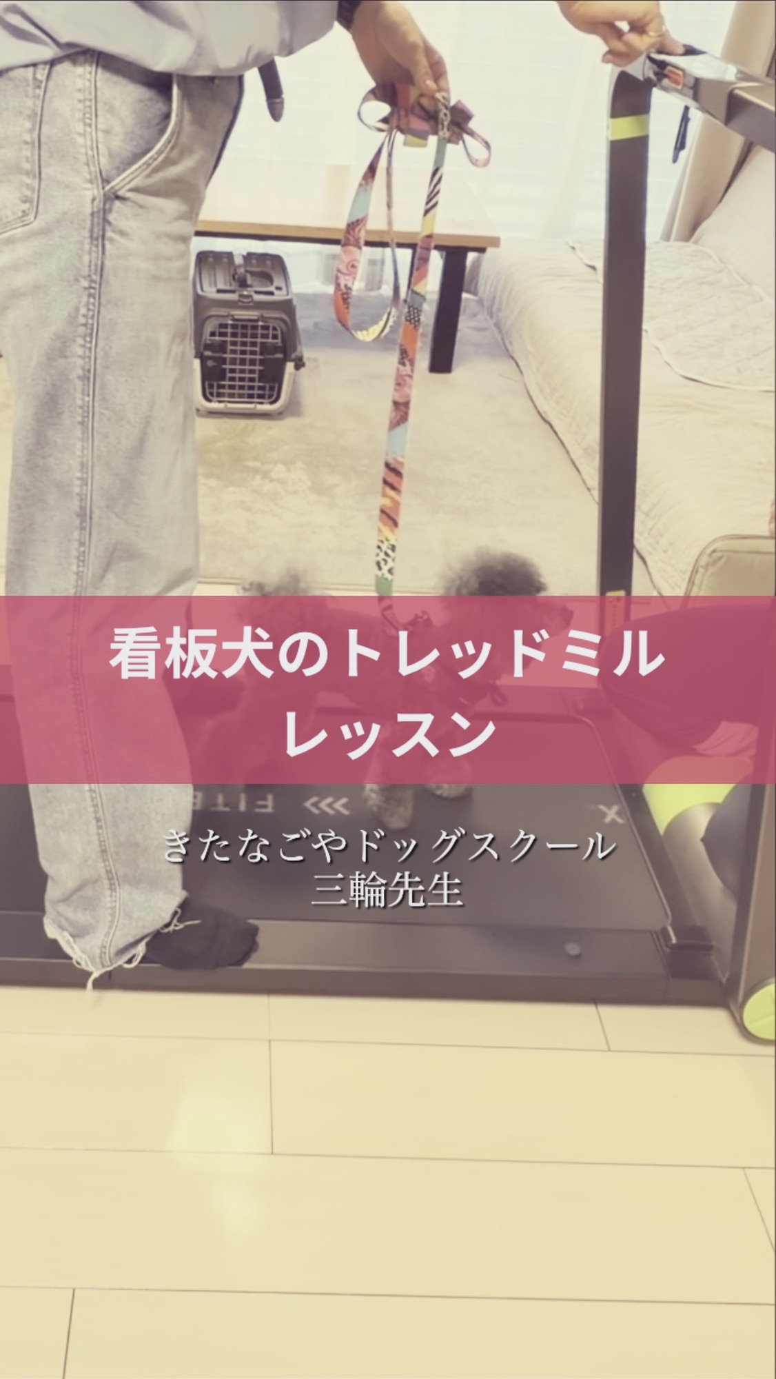 名古屋市・尾張旭市・長久手市・春日井市から来店多数の犬の整体WanLife