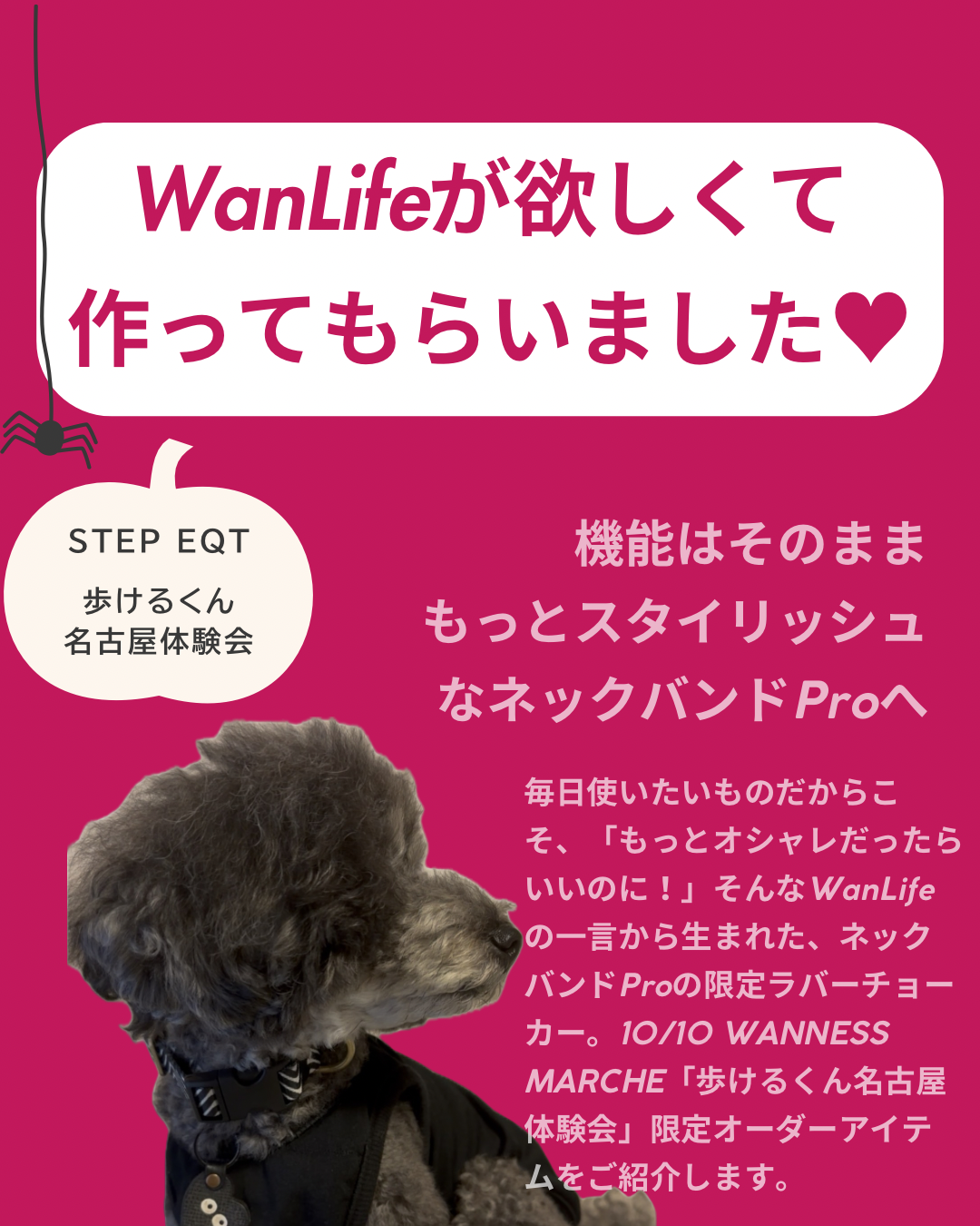 名古屋市・尾張旭市・長久手市・春日井市から来店多数の犬の整体WanLife