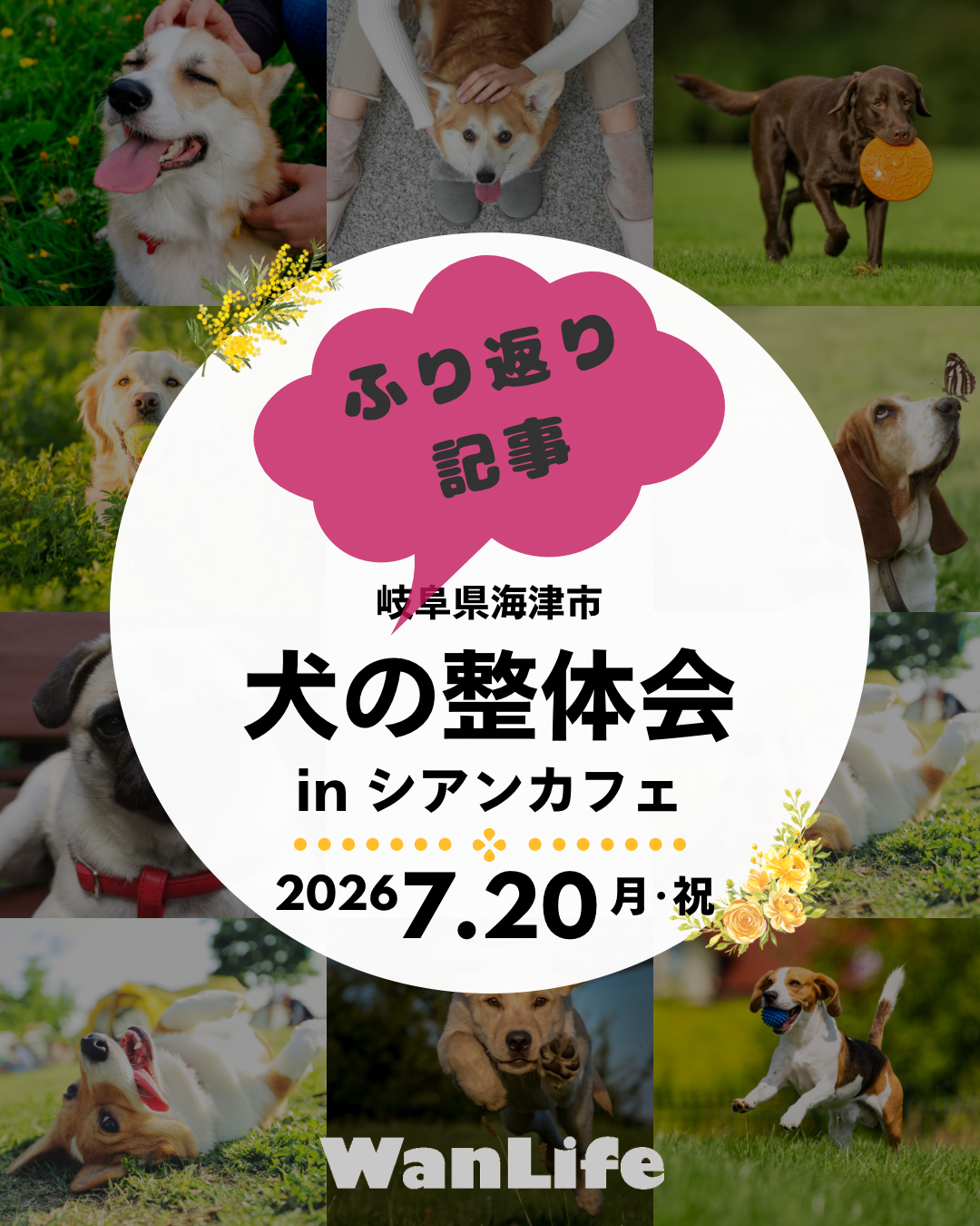名古屋市・尾張旭市・長久手市・春日井市から来店多数の犬の整体WanLife