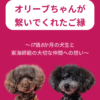 名古屋市・尾張旭市・長久手市・春日井市から来店多数の犬の整体WanLife