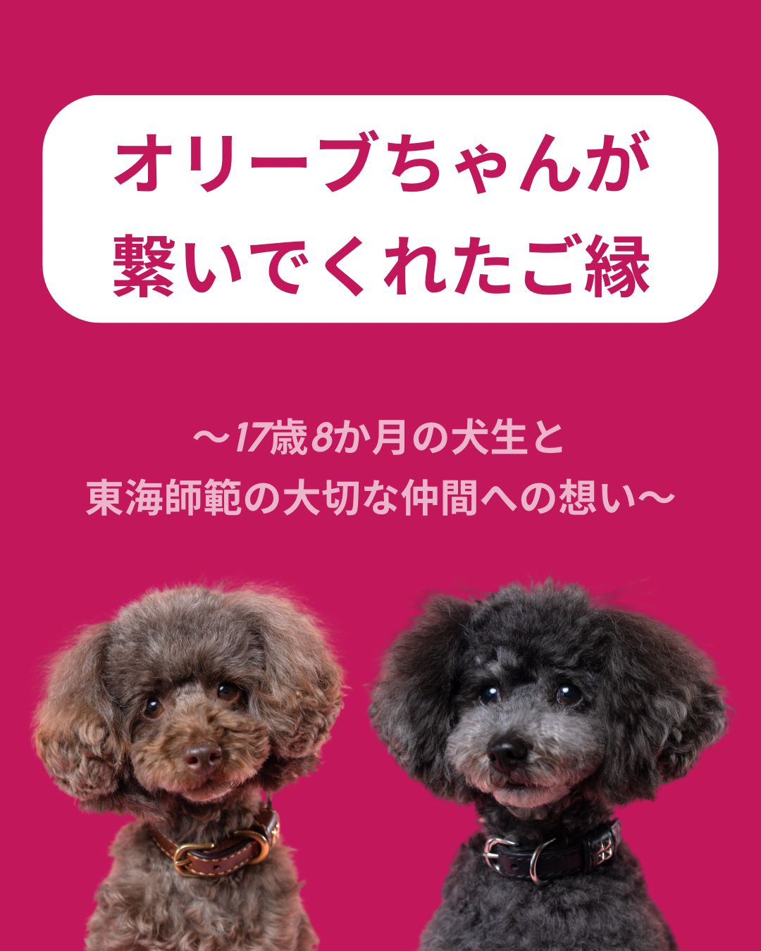 名古屋市・尾張旭市・長久手市・春日井市から来店多数の犬の整体WanLife