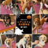 名古屋市・尾張旭市・長久手市・春日井市から来店多数の犬の整体WanLife