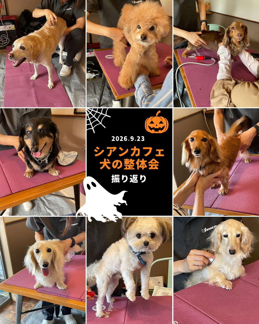 名古屋市・尾張旭市・長久手市・春日井市から来店多数の犬の整体WanLife
