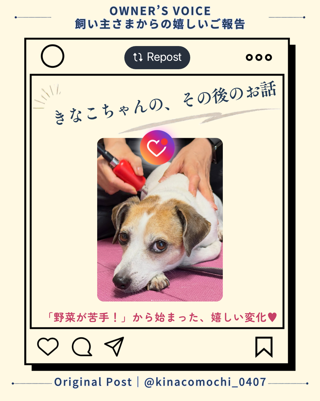 名古屋市・尾張旭市・長久手市・春日井市から来店多数の犬の整体WanLife