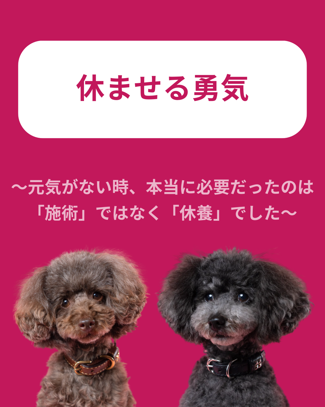 名古屋市・尾張旭市・長久手市・春日井市から来店多数の犬の整体WanLife