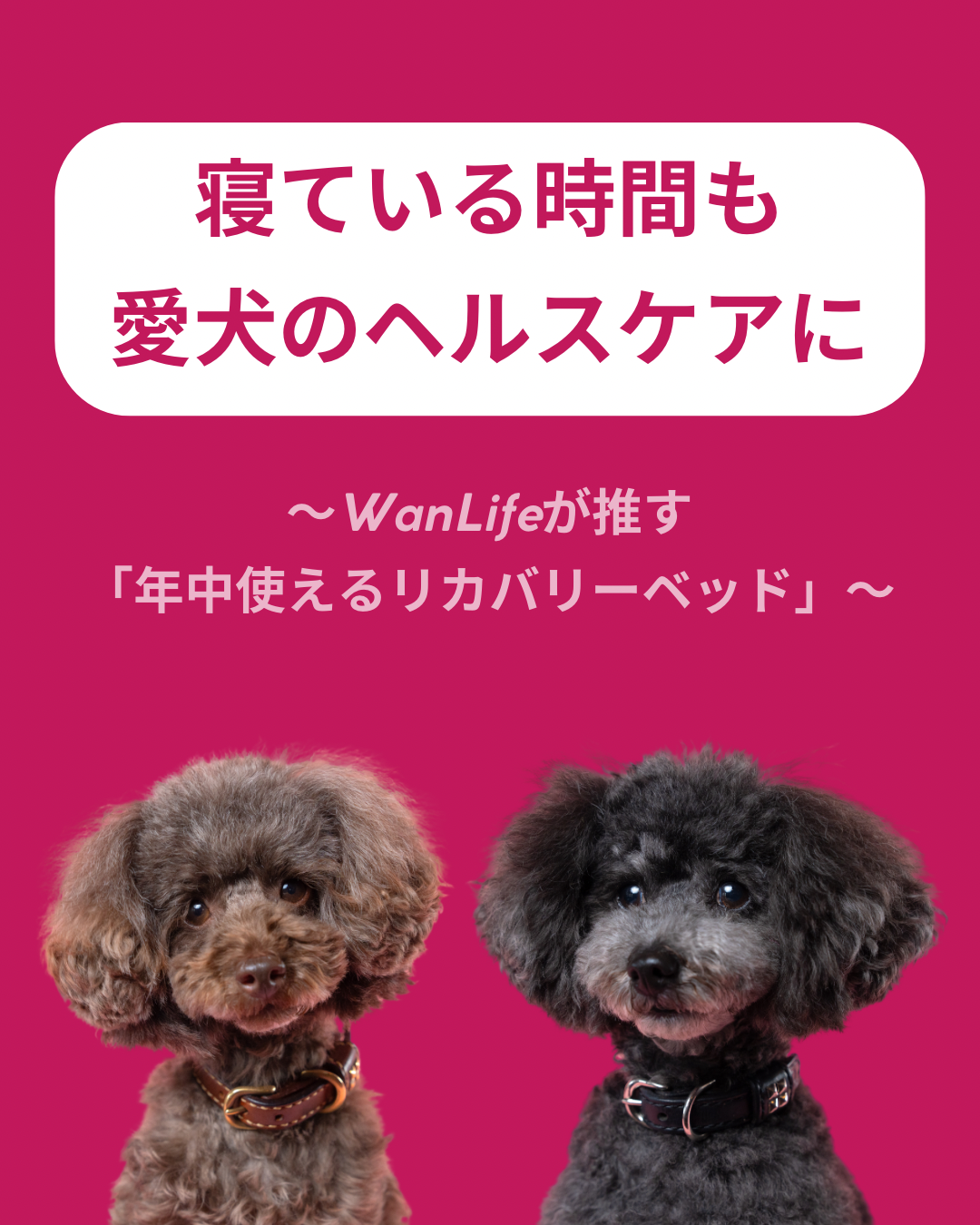 名古屋市・尾張旭市・長久手市・春日井市から来店多数の犬の整体WanLife