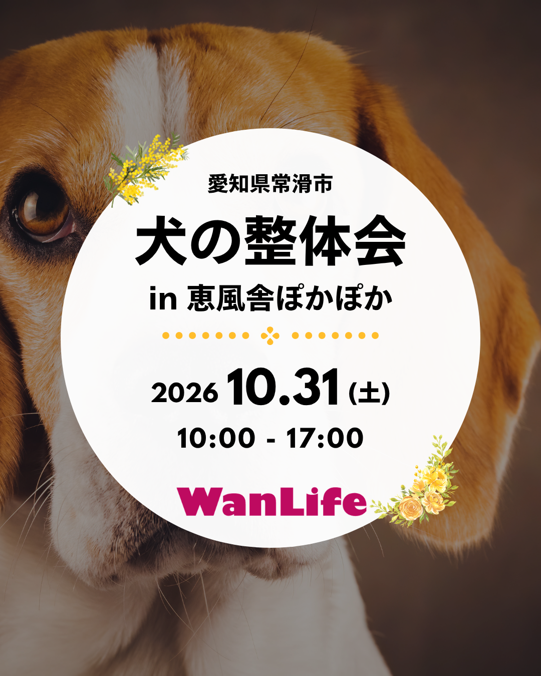 名古屋市・尾張旭市・長久手市・春日井市から来店多数の犬の整体WanLife