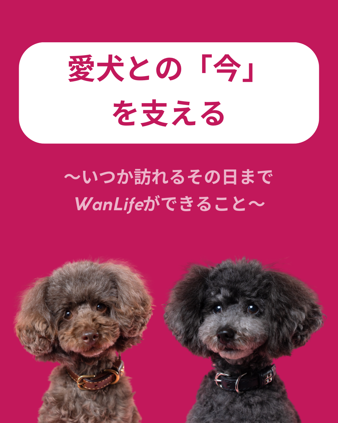 名古屋市・尾張旭市・長久手市・春日井市から来店多数の犬の整体WanLife