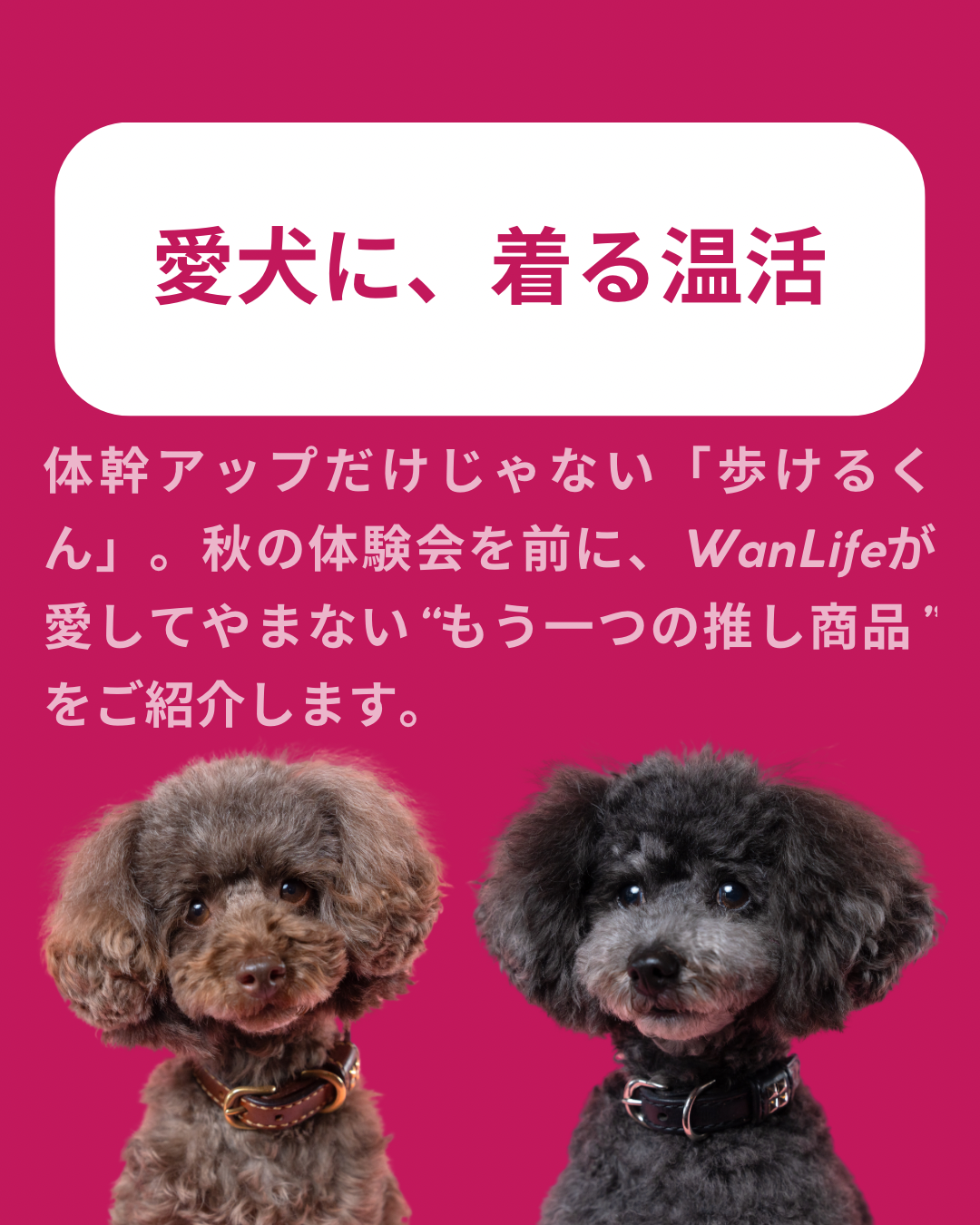 名古屋市・尾張旭市・長久手市・春日井市から来店多数の犬の整体WanLife