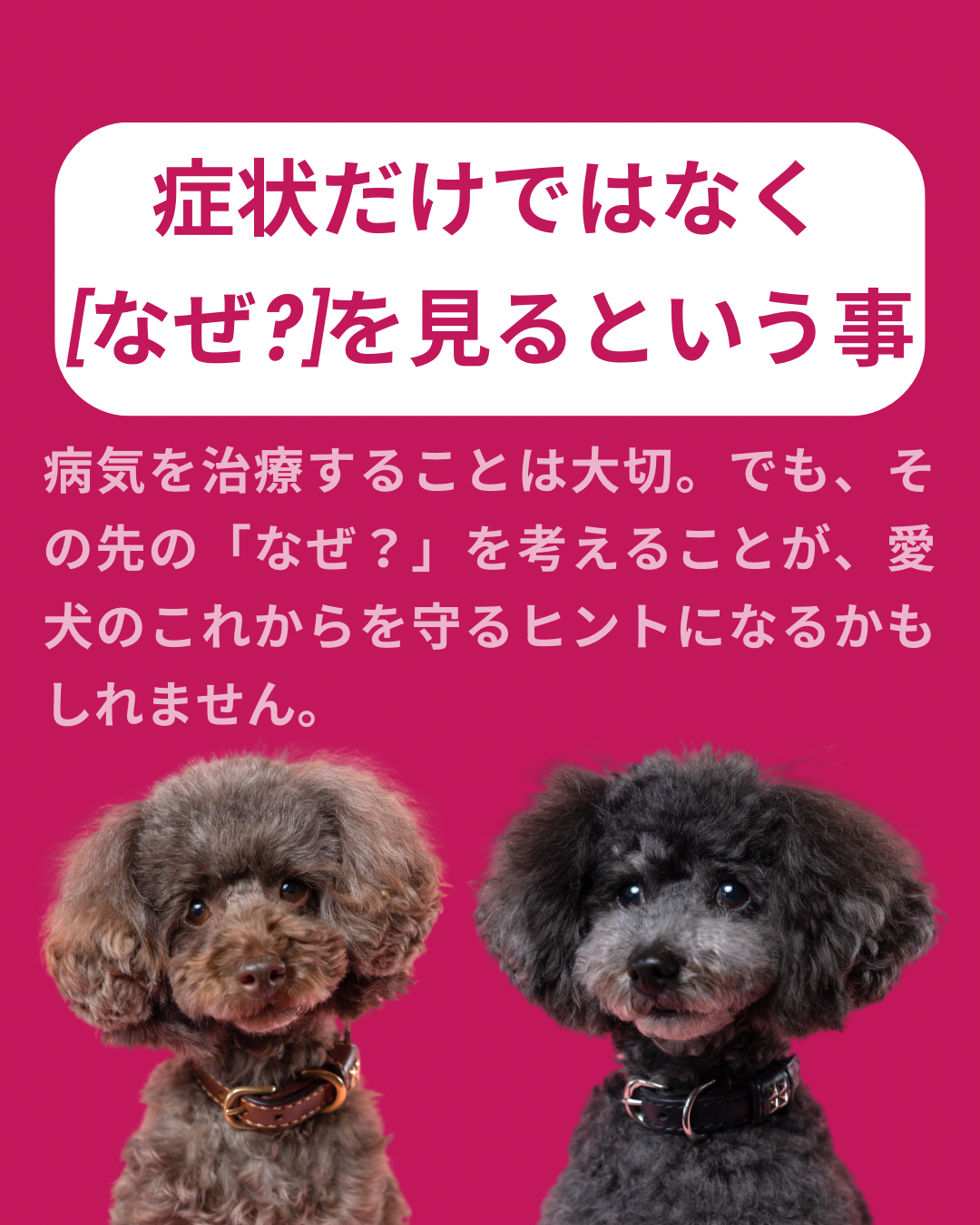 名古屋市・尾張旭市・長久手市・春日井市から来店多数の犬の整体WanLife