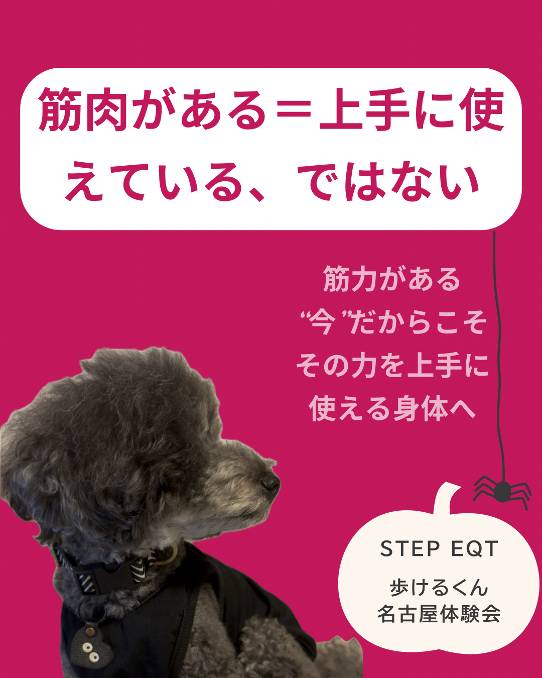 名古屋市・尾張旭市・長久手市・春日井市から来店多数の犬の整体WanLife