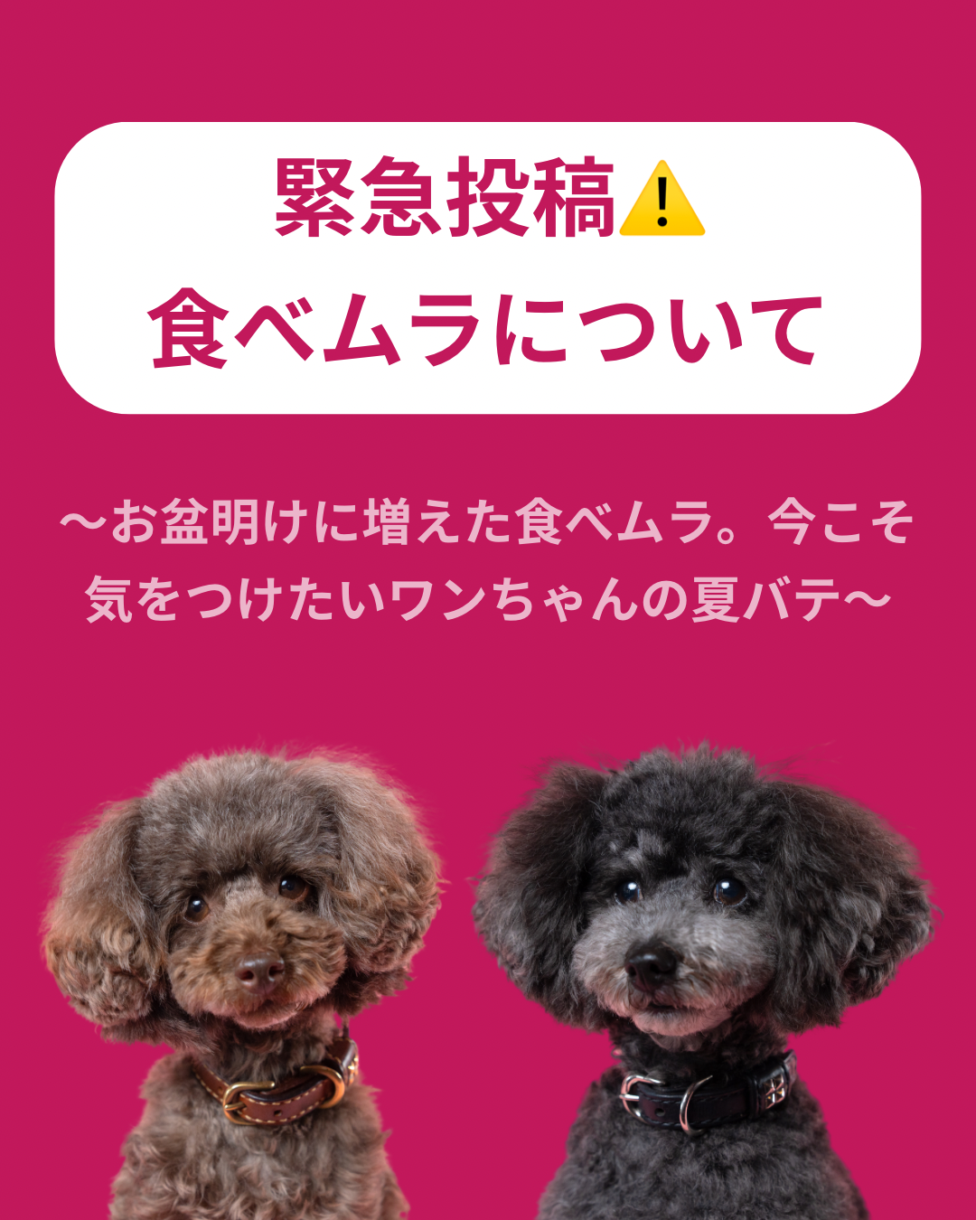 名古屋市・尾張旭市・長久手市・春日井市から来店多数の犬の整体WanLife