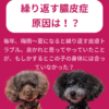 名古屋市・尾張旭市・長久手市・春日井市から来店多数の犬の整体WanLife