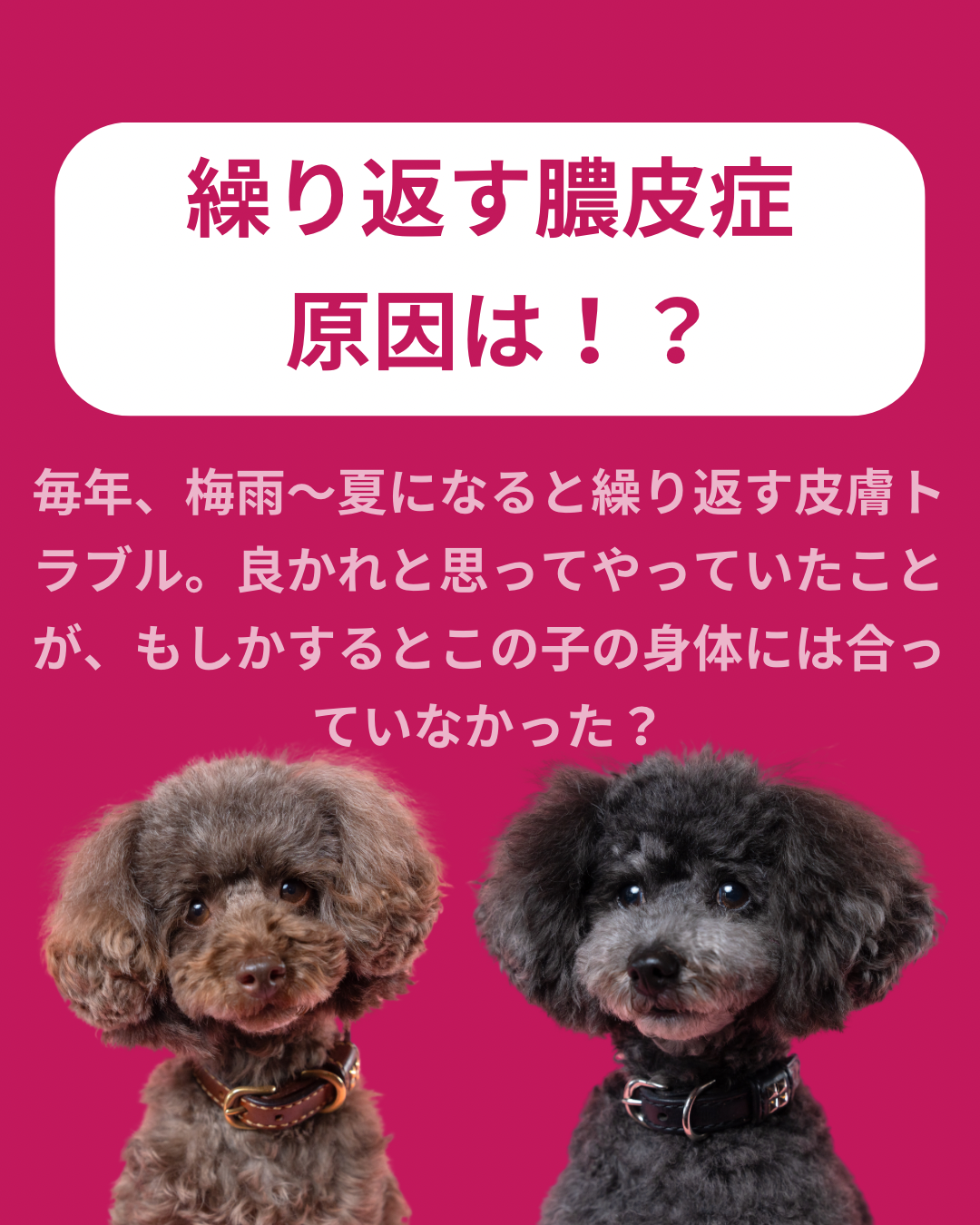 名古屋市・尾張旭市・長久手市・春日井市から来店多数の犬の整体WanLife