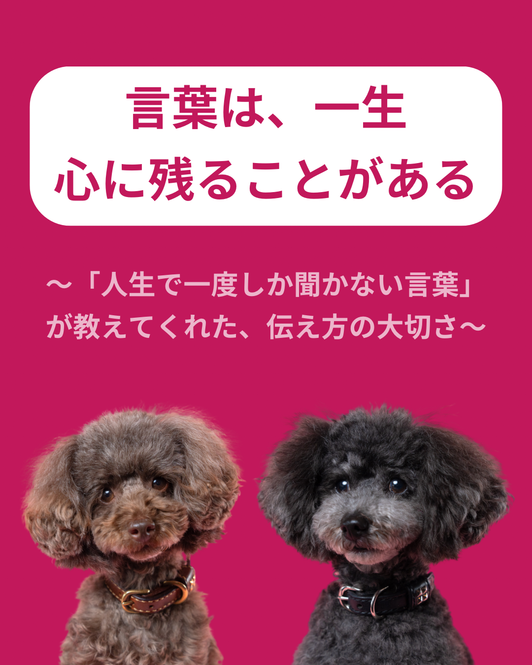 名古屋市・尾張旭市・長久手市・春日井市から来店多数の犬の整体WanLife